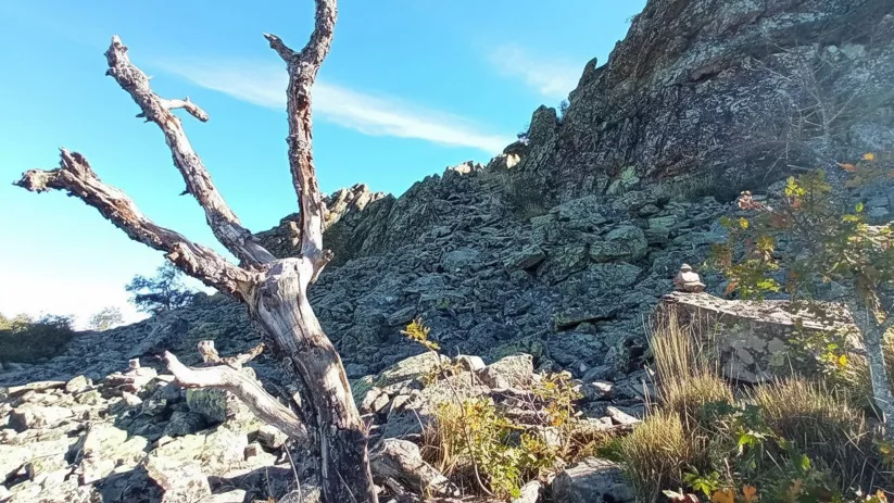 Árbol seco junto a una pedrera en la montaña