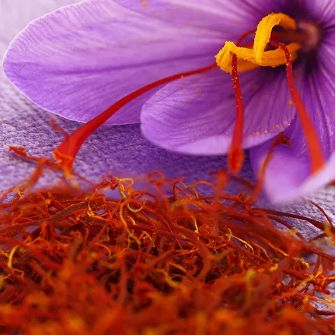 Detalle de flor de azafrán y estigmas rojos
