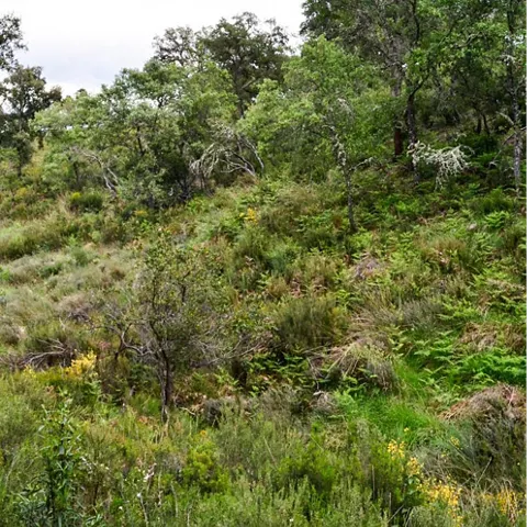Paisaje de monte mediterráneo con matorral y arbolado disperso