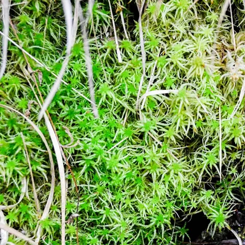 Detalle de musgo verde en ambiente húmedo