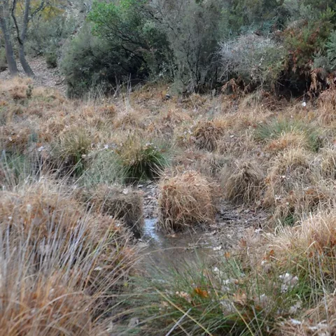 Zona húmeda con vegetación natural y pequeños cursos de agua