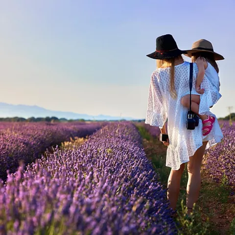 Campos de lavanda en flor.