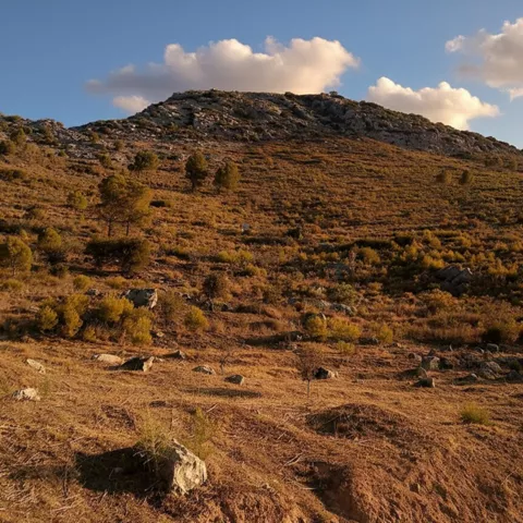 Paisaje de monte bajo al atardecer