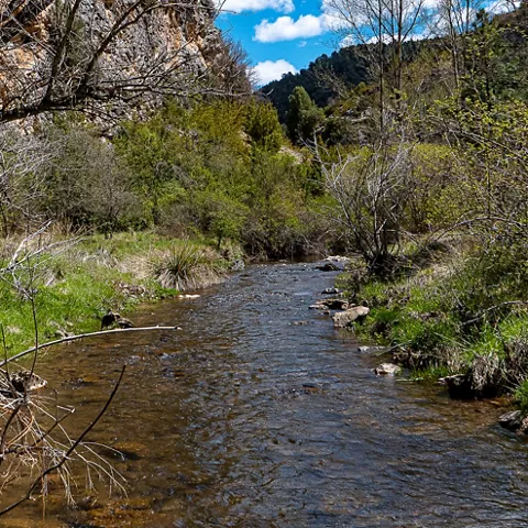 Arroyo de aguas claras entre matorral y árboles