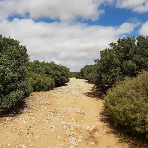 Camino pedregoso rodeado de vegetación baja.