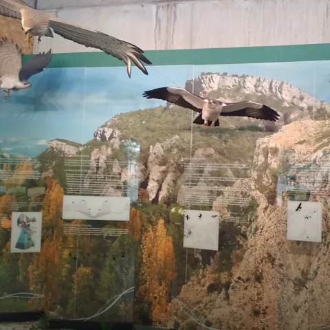 Aves rapaces del Alto Tajo.