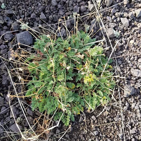 Matorral bajo adaptado a suelo pedregoso