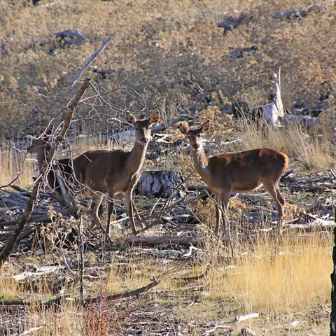 Ciervos en claro forestal