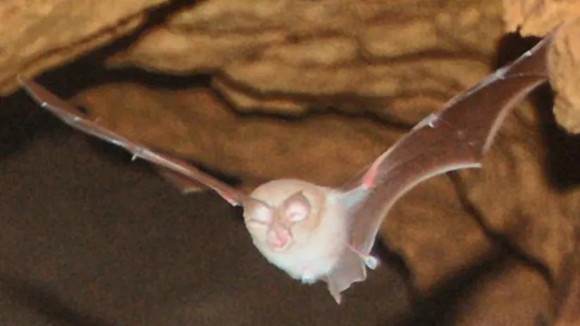 Murciélago en vuelo dentro de una cueva