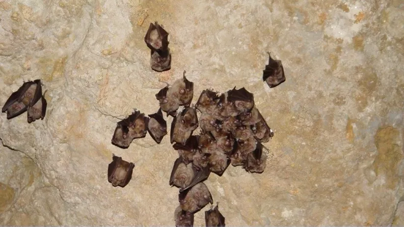 Grupo de murciélagos en refugio natural