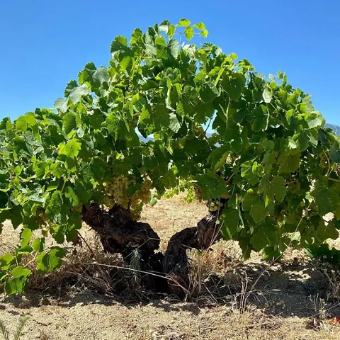 Cepa frondosa en viñedo bajo cielo azul.