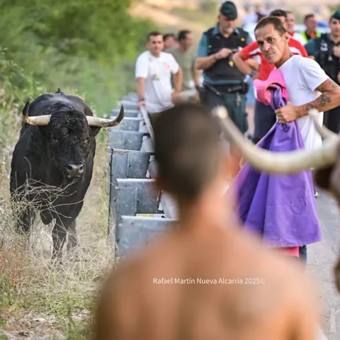 Corredor frente a toro en encierro por carretera.