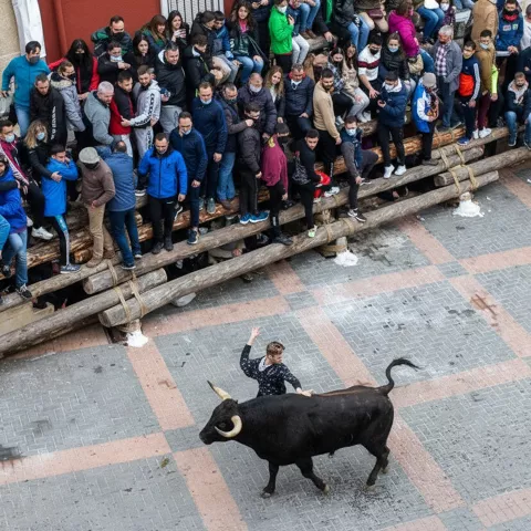 Joven esquiva a un toro mientras espectadores se protegen tras barreras.