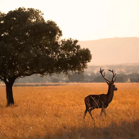 Ciervo solitario junto a un árbol en campo seco