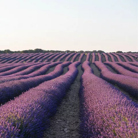 Filas onduladas de flores moradas en floración.