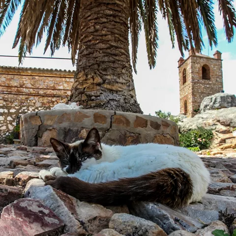 Gato descansando sobre suelo empedrado.