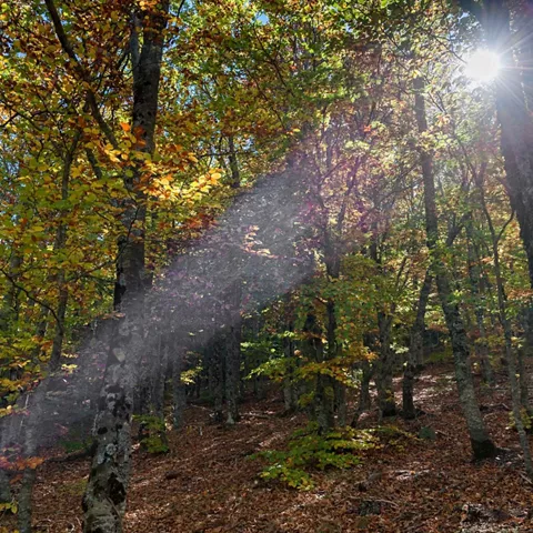 Bosque de hojas otoñales con rayos de sol filtrándose entre los árboles.