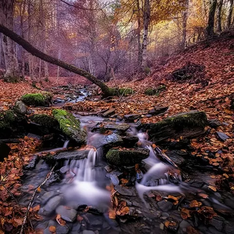 Arroyo entre hojas caídas y troncos inclinados.