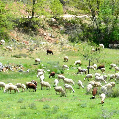 Rebaño pastando en pradera verde rodeada de vegetación