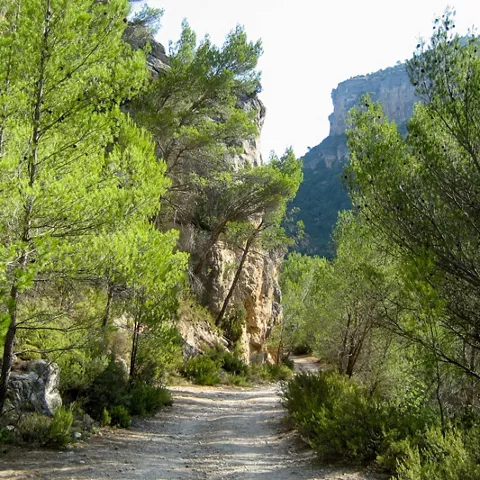 Sendero entre pinos y paredes de roca.