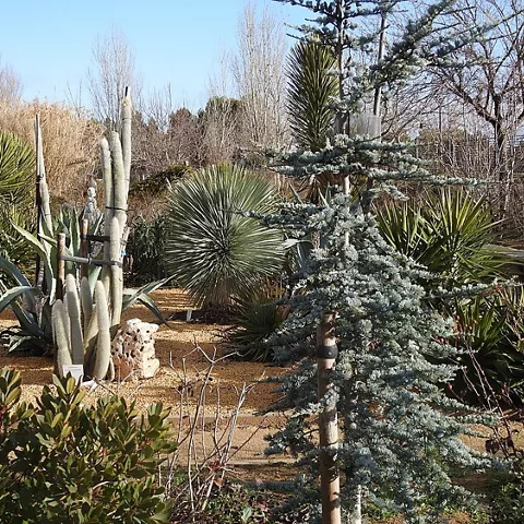 Jardín de plantas resistentes con cactus, suculentas y arbolado disperso.