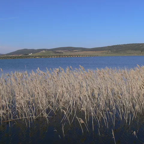 Carrizal junto a una laguna de aguas abiertas