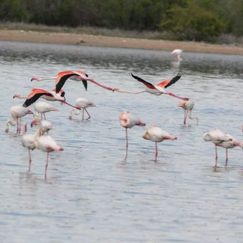 Grupo de aves rosadas volando y alimentándose en aguas someras