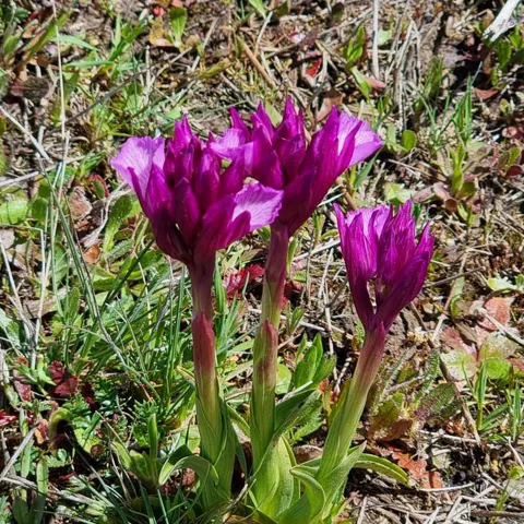 Flores silvestres moradas en pradera