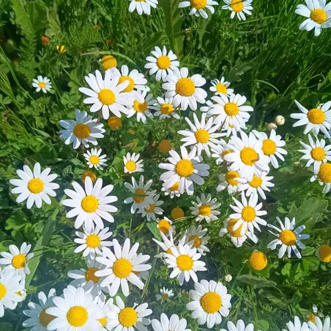 Flores silvestres blancas y amarillas en pradera primaveral
