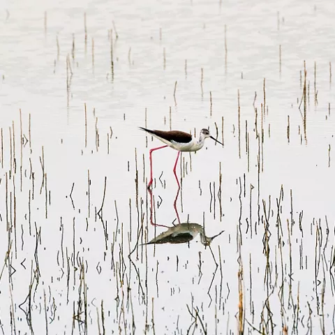 Ave zancuda alimentándose en zona encharcada
