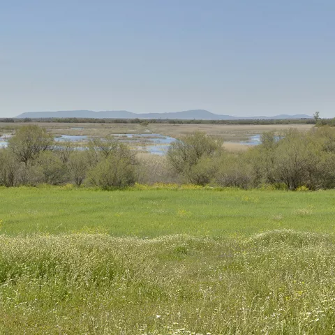 Paisaje de humedal junto a campos abiertos