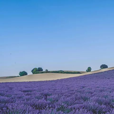 Campo de lavanda con suaves colinas al fondo