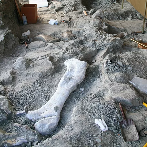 Huesos fósiles bajo carpa.