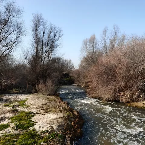 Arroyo entre árboles sin hojas y vegetación de ribera