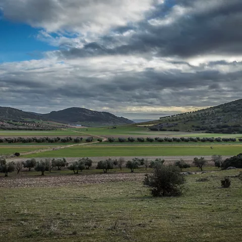 Valle agrícola con olivares alineados y colinas verdes bajo nubes dramáticas