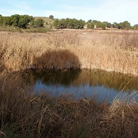 Pequeña charca entre cañaverales, con reflejos en el agua y árboles a lo lejos.