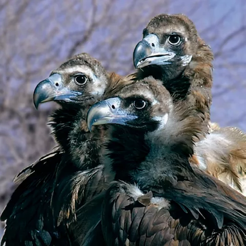 Buitres en primer plano