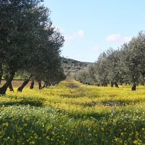 Olivares en floración con pradera amarilla entre hileras