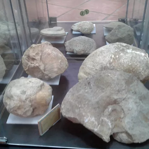 Fósiles marinos prehistóricos en exposición.