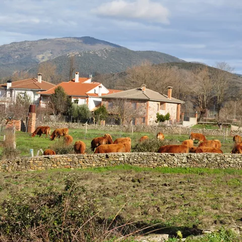 Vacas pastando en pradera junto a casas rurales y muros de piedra.