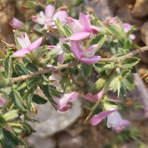 Flor silvestre rosada entre matorral bajo y rocas