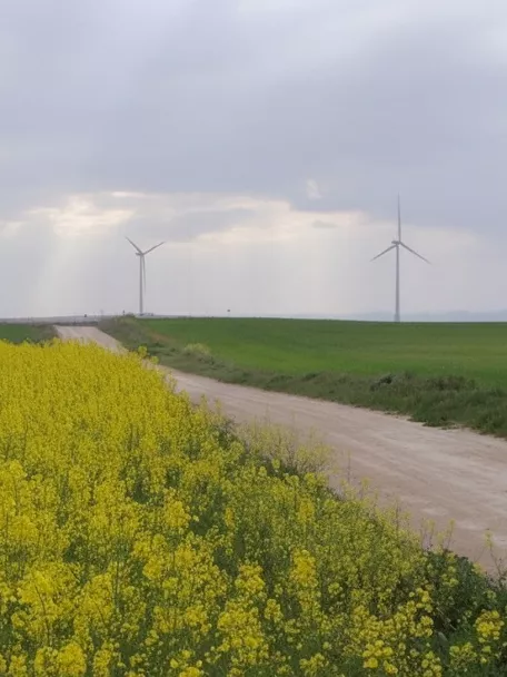 Campos de cultivo en Pozo Lorente con flores amarillas y aerogeneradores en el horizonte.