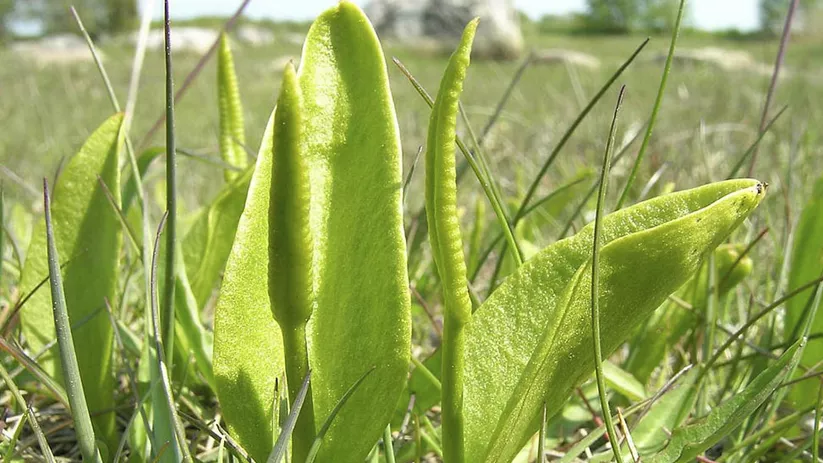 Planta silvestre en pradera natural.