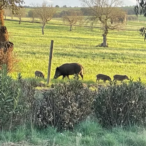 Jabalí con crías cruza un prado verde entre árboles