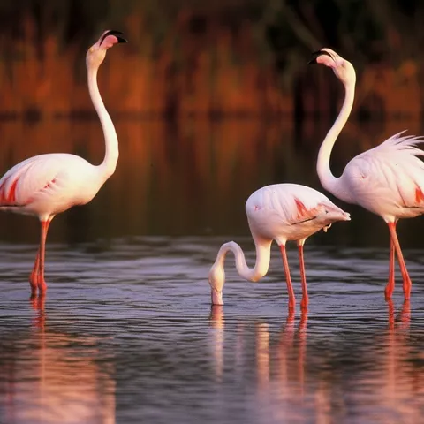 Flamencos alimentándose en aguas poco profundas