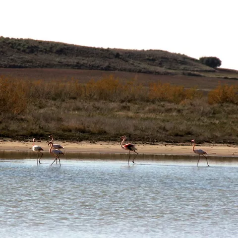 Flamencos alimentándose en una laguna salina