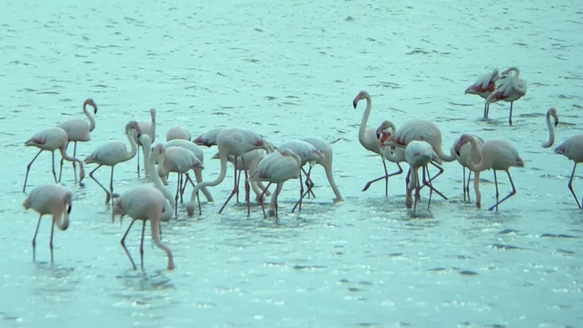 Bandada de flamencos en una zona húmeda junto a un dique.