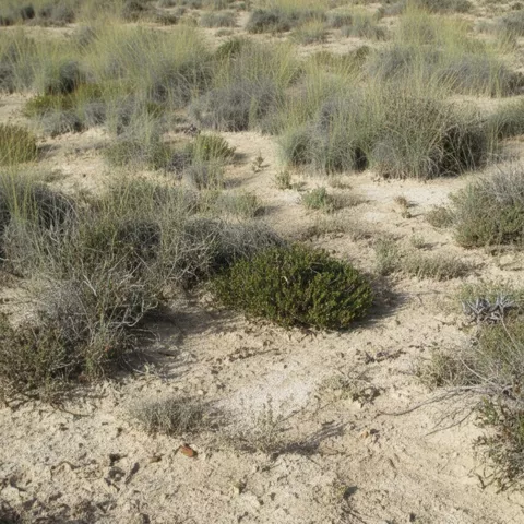 Terreno árido con matas dispersas sobre arena clara, sin árboles cercanos.