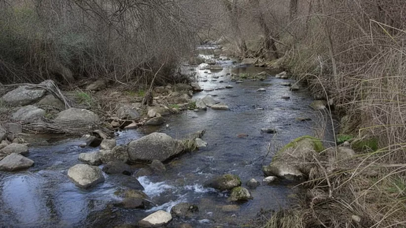 Un río estrecho que serpentea a través de un denso bosque con árboles sin hojas y vegetación de arbustos secos.