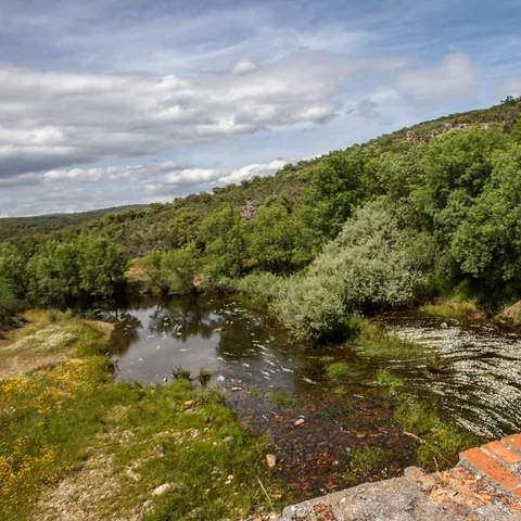 Río entre vegetación.